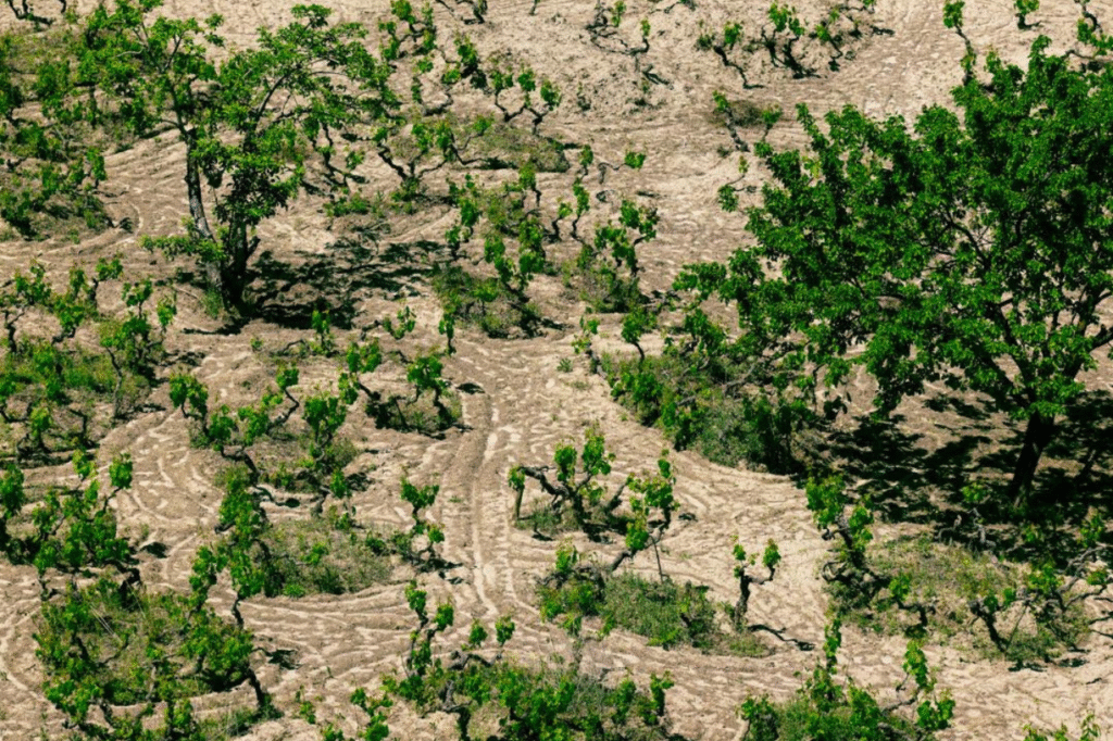 climate change mitigation and adaptation